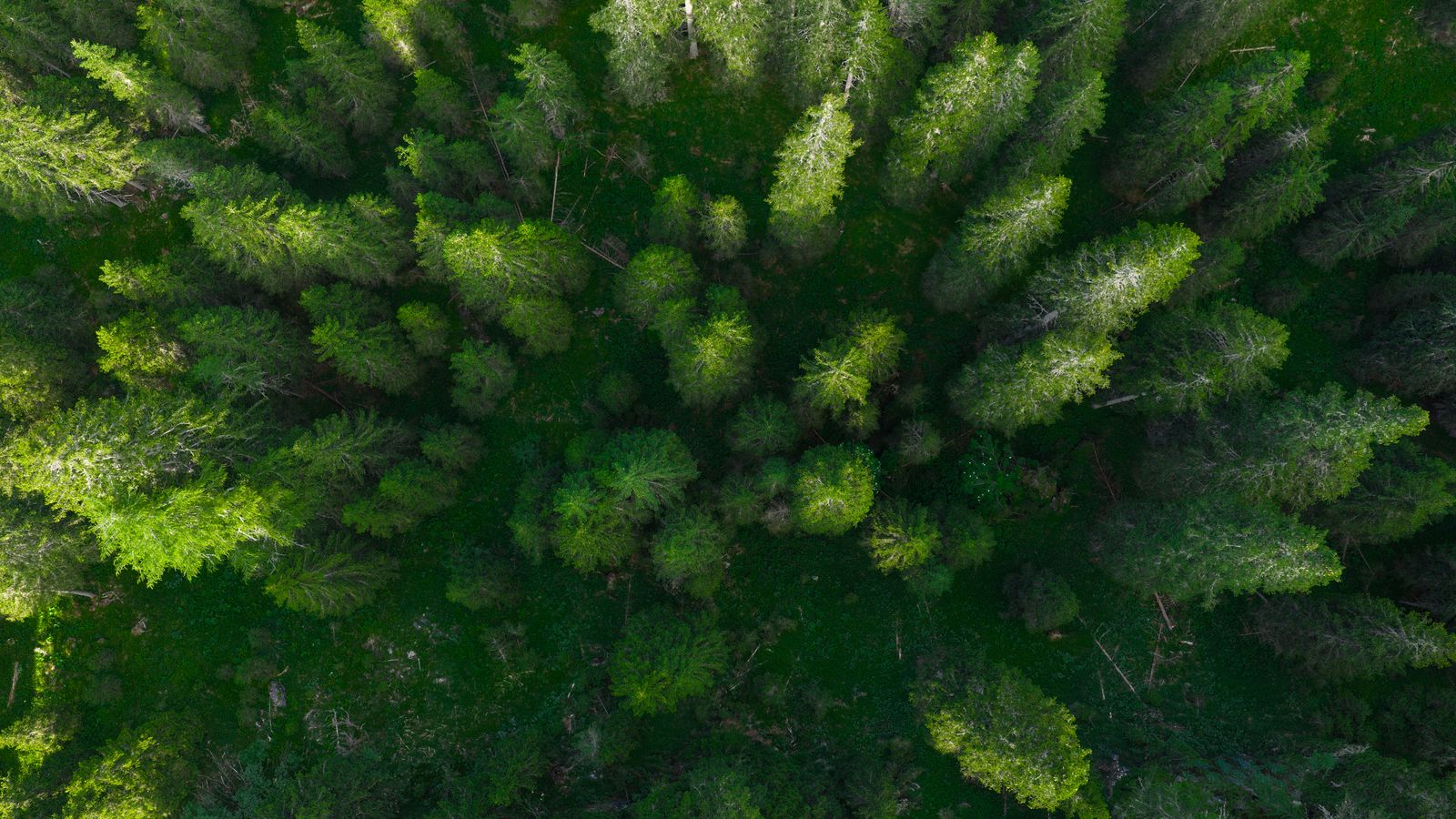 Aerial view of evergreen trees forming a dense forest