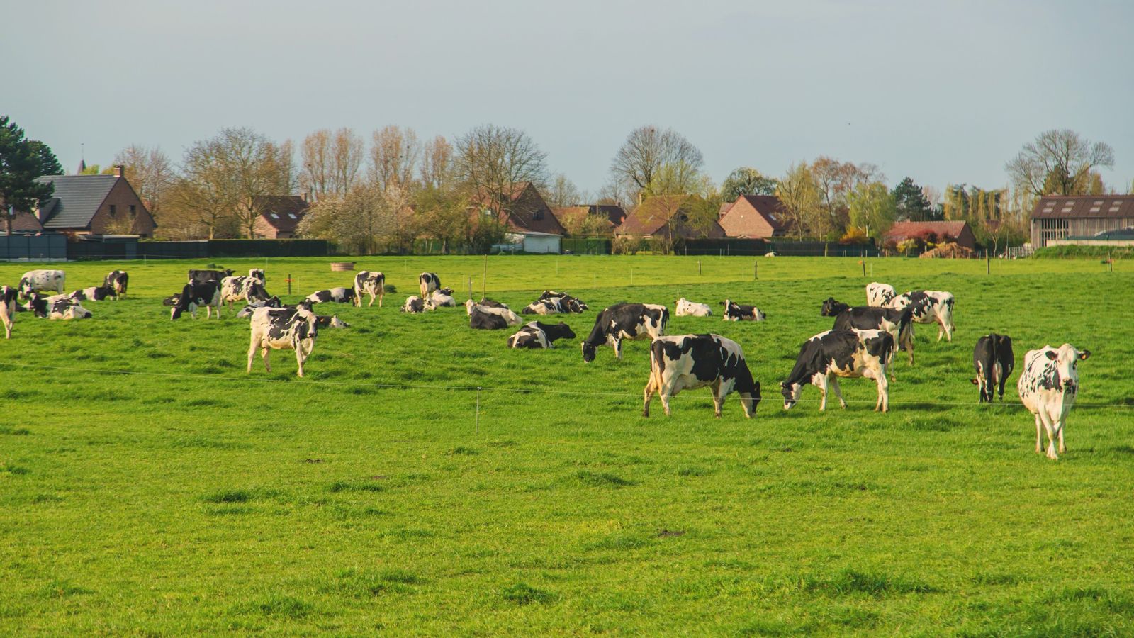 Herd of black and white dairy cows grazing and resting in a green pasture with houses behind