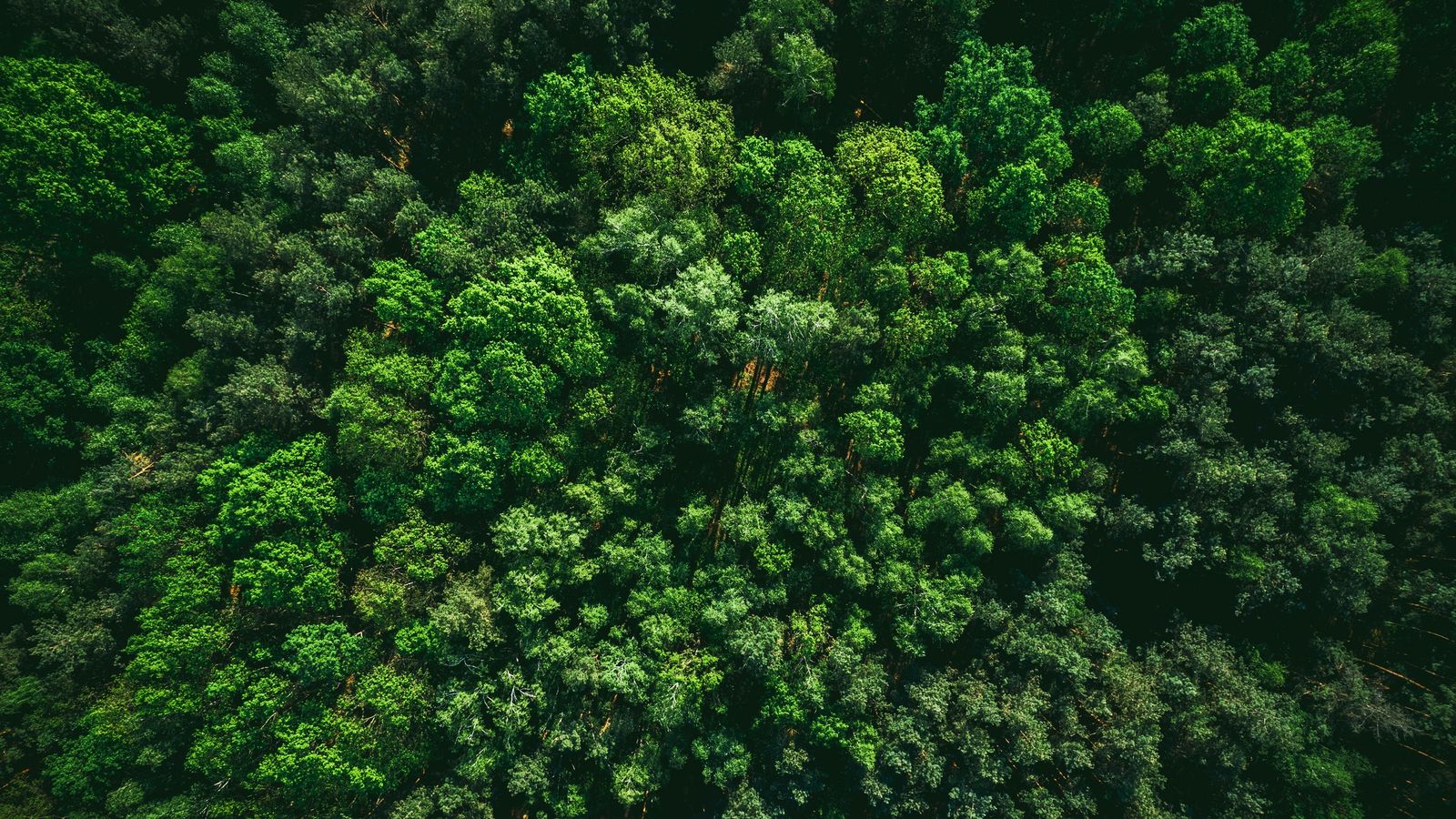 Aerial view of a dense, expansive green forest canopy